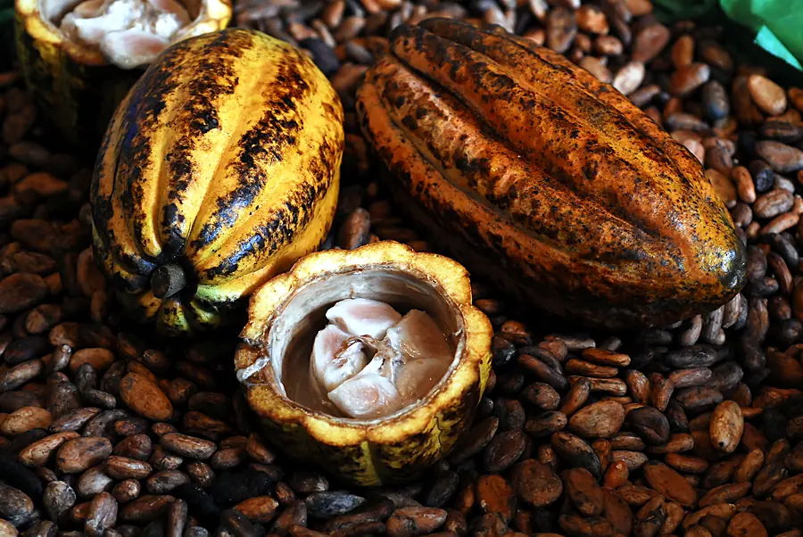 Cacao en una exposición agropecuaria