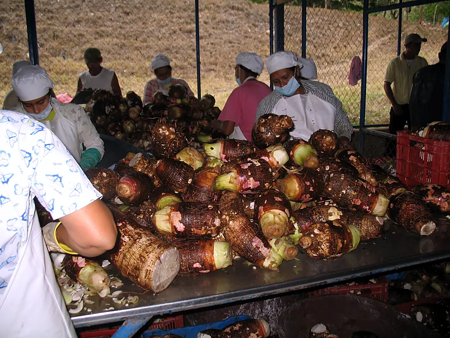 Selección de producto en planta